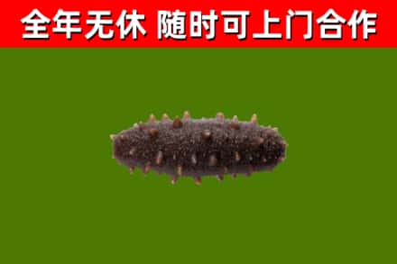 岚县回收海参干